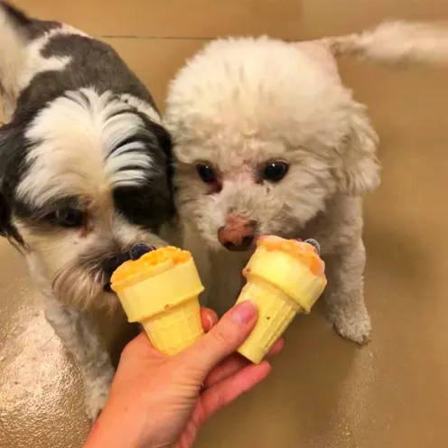 Dogs eating treats